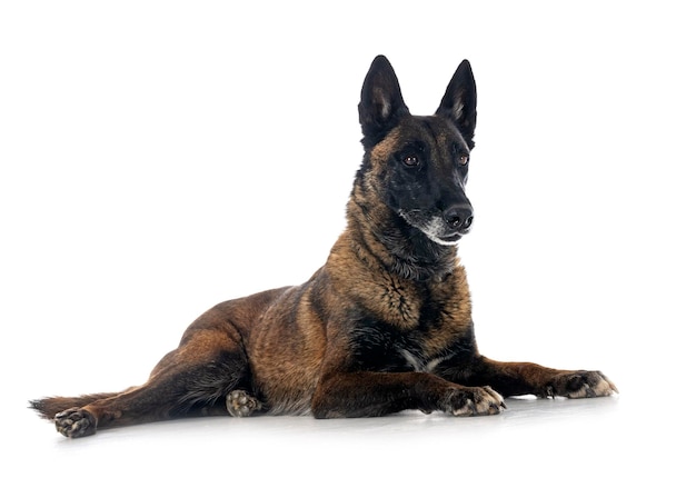 malinois in studio