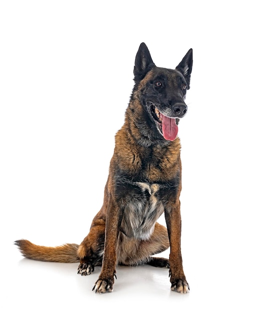 malinois in studio