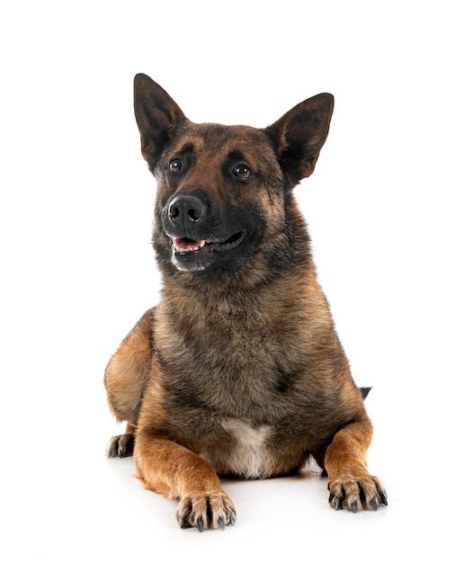 malinois in studio