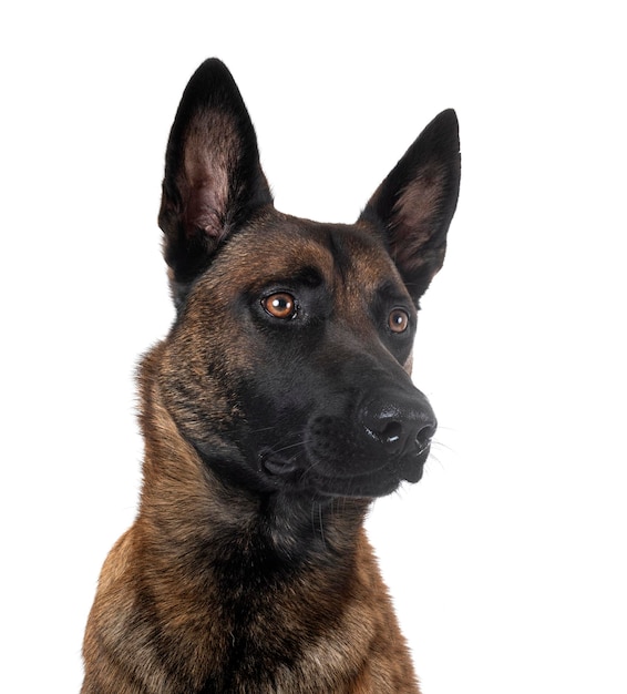 malinois in studio