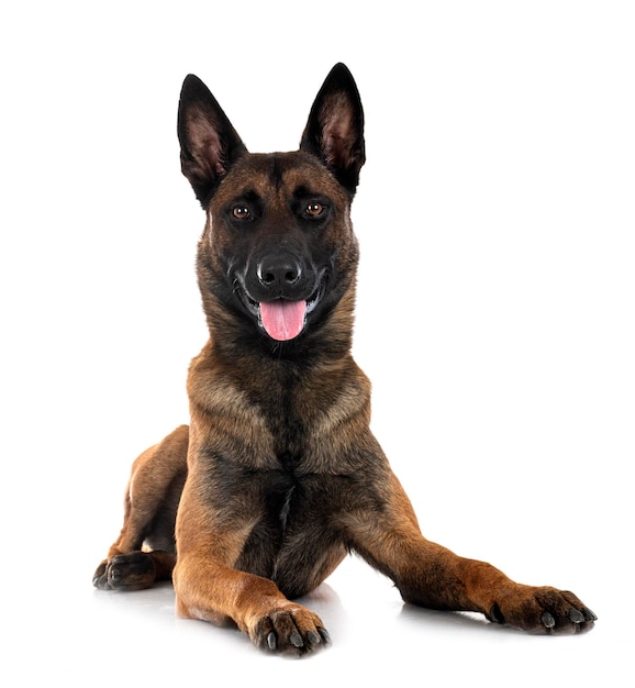 malinois in studio