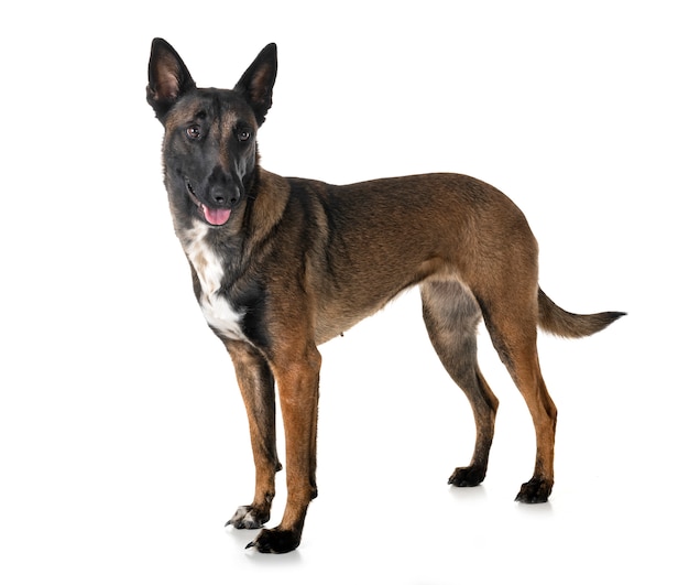 malinois in studio