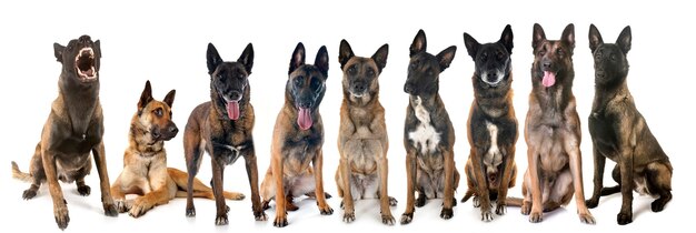 malinois in studio