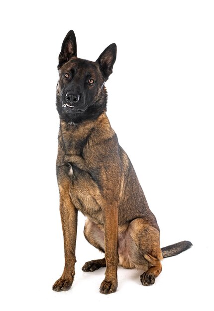 malinois in studio