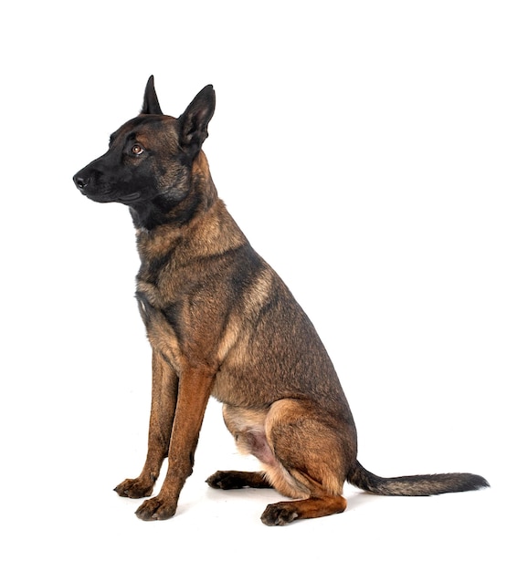 malinois in studio