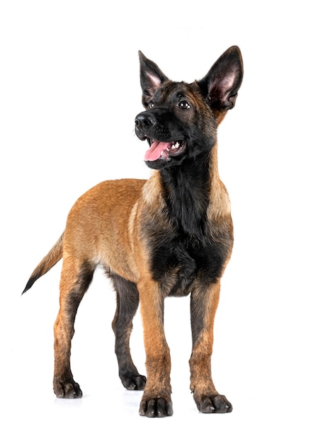 malinois in studio