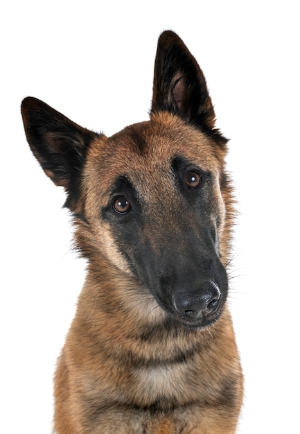 malinois in studio