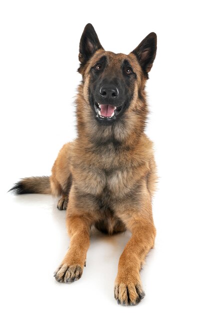 malinois in studio