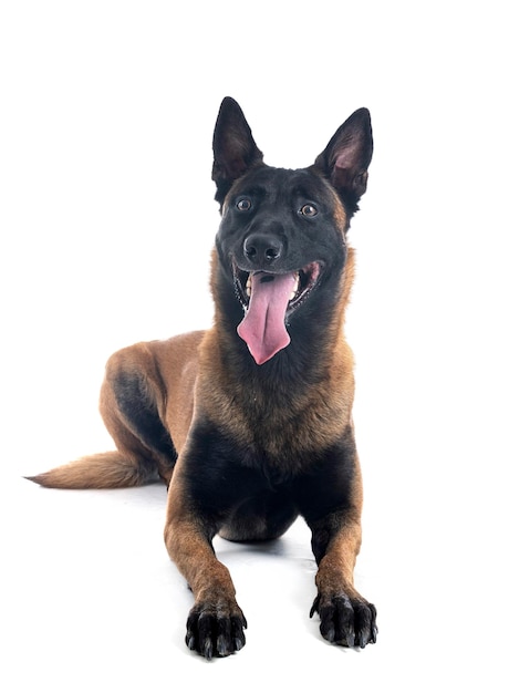 malinois in studio