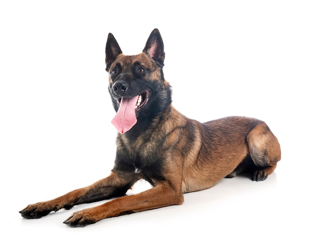 malinois in studio