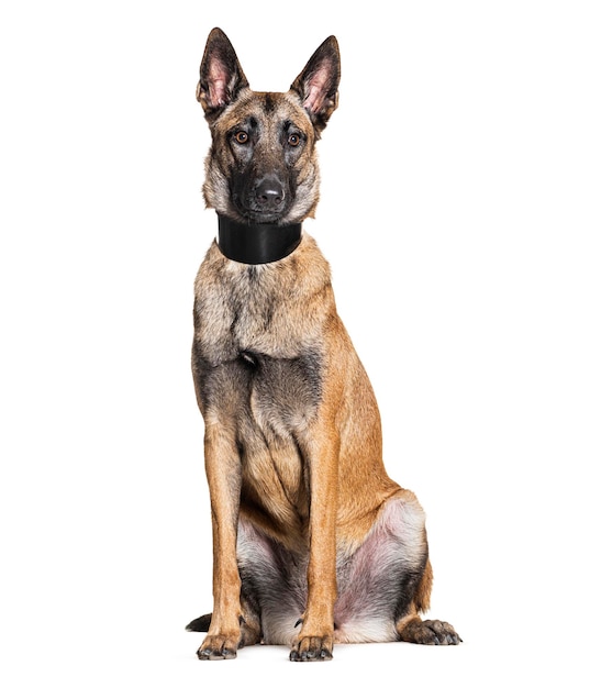 Malinois indossa un collare isolato su bianco