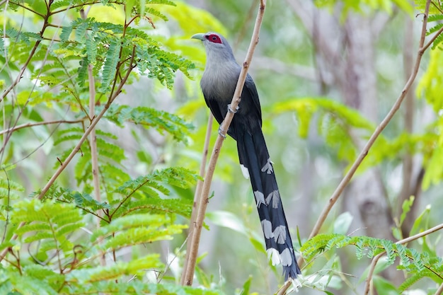 Malkoha dal becco verde