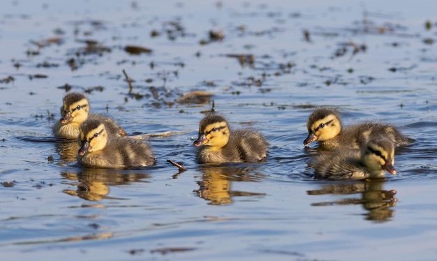 Mallard Anas platyrhynchos I pulcini stanno galleggiando lungo il fiume