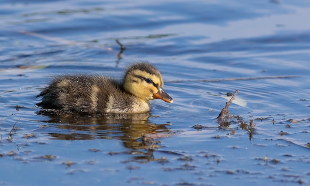 Mallard Anas platyrhynchos Il pulcino galleggia sul fiume Primo piano