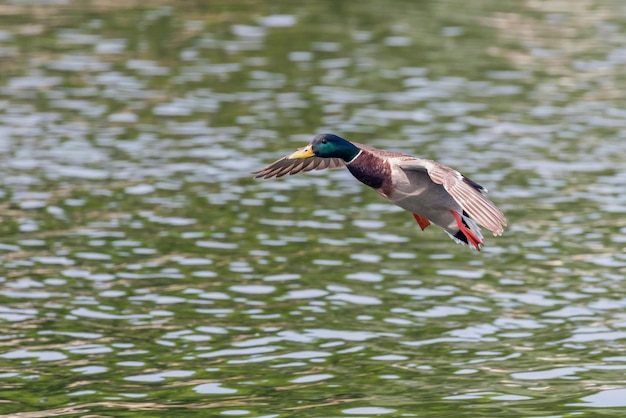 Mallard Duck atterraggio sull'acqua