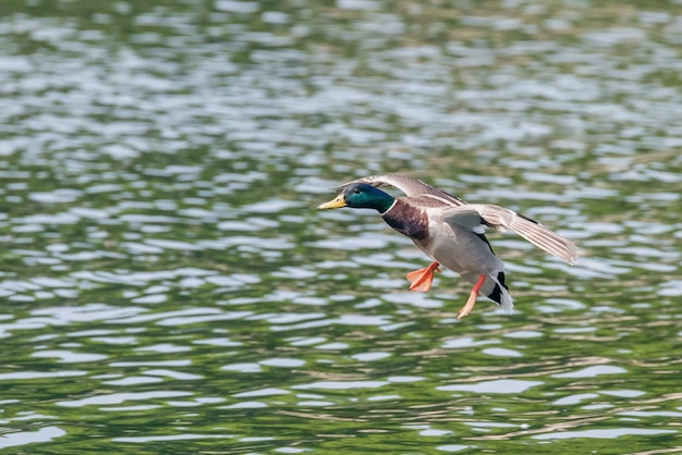 Mallard Duck atterraggio sull'acqua