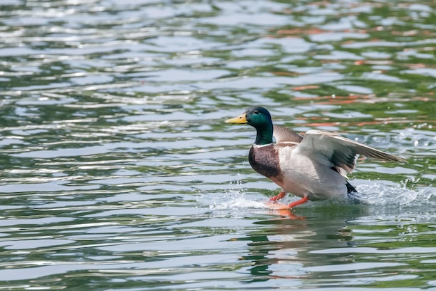 Mallard Duck atterraggio sull'acqua