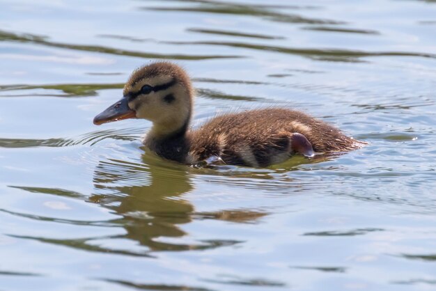 Mallard Duck Baby sulla superficie dell'acqua, anatroccoli che nuotano