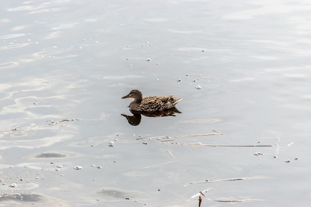 Mallard Duck nuota nel fiume.