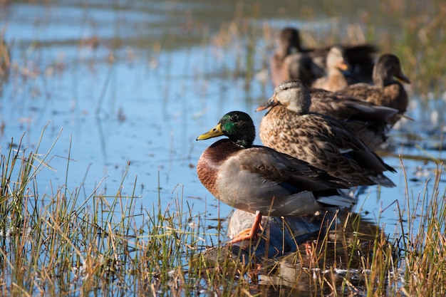 Mallard Ducks nel lago nell'Utah