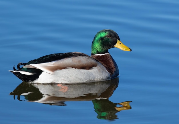 Mallard Un uccello maschio che nuota nel fiume al mattino presto riflettendosi nell'acqua