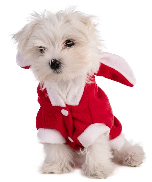 Maltese Bichon cucciolo seduto in costume di Babbo Natale
