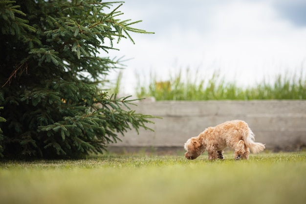 Maltipu di piccolo cane che odora sull'erba verde nel parco
