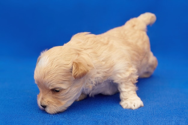 Maltipu, un cucciolo molto piccolo, cerca con esitazione di alzarsi sulle zampe. servizio fotografico su sfondo blu.