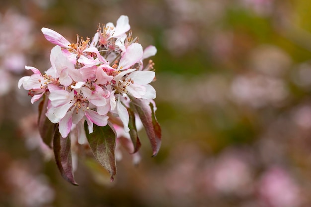 Malus niedzwetzkyana primo piano soft focus selettivo Melo decorativo con fiori luminosi Fiori viola in primavera melo giardino