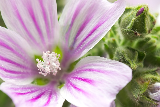 Malva comune, fiori di Malva sylvestris