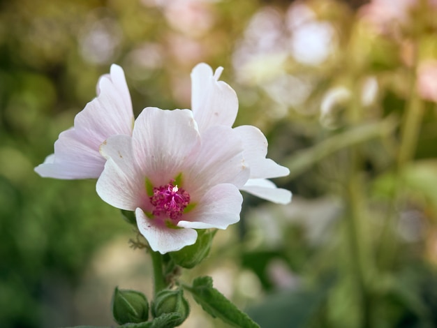 Malva di erbe medicinali.