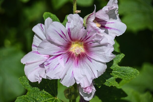 Malva fiorita