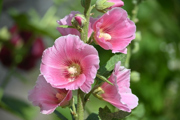 Malva fiorita