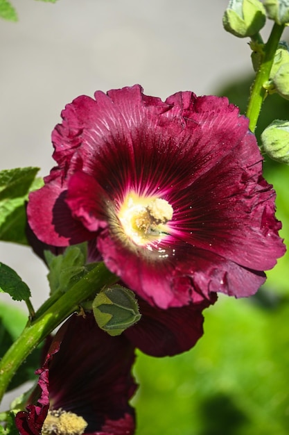 Malva fiorita