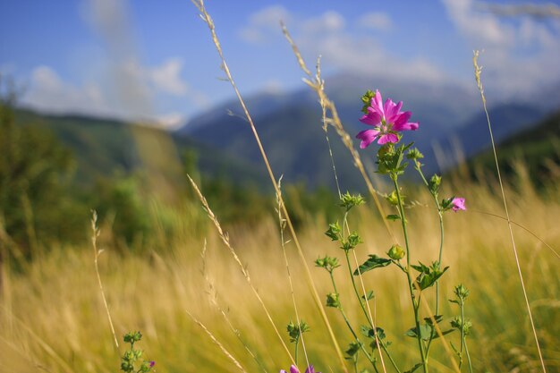 Malva moschata specie di malva che cresce nei prati e nei fossi delle zone montuose del Tian Shan