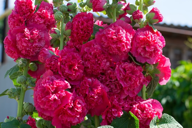 Malva rosa in fiore. Fiori di rosa. Fiorai.