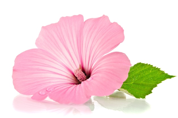 Malva rosa. malva