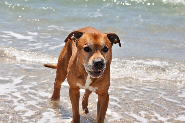 Malvagio pit bull terrier americano rosso