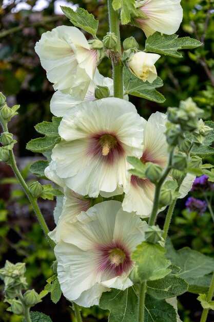 Malvarosa (Alcea) Fioritura a East Grinstead