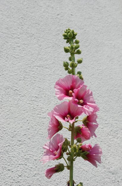 Malvarosa da giardino lcea Althea rosea