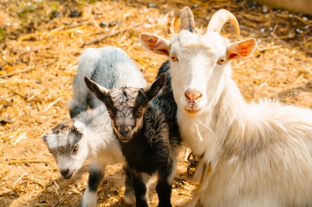 Mamma capra con bambini