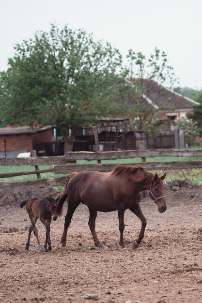 Mamma cavallo e puledro