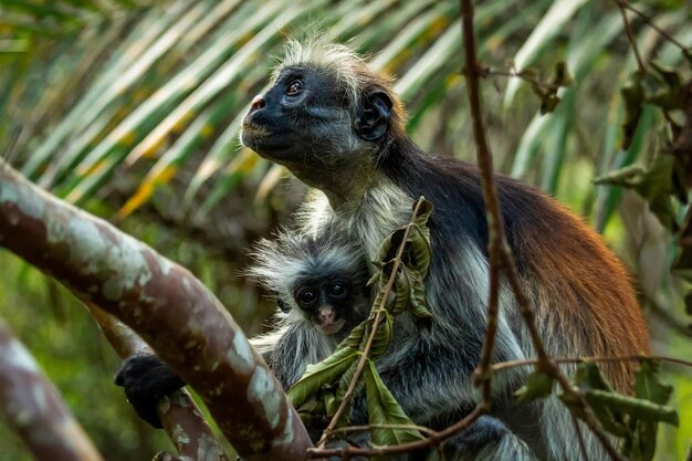 Mamma colobo con un piccolo bambino si siede su un ramo di un albero. Zanzibar.Tanzania