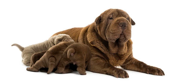 Mamma di Shar Pei sdraiata che allatta i suoi cuccioli isolati su bianco