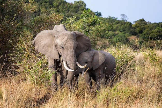 Mamma e cucciolo di elefante in Africa