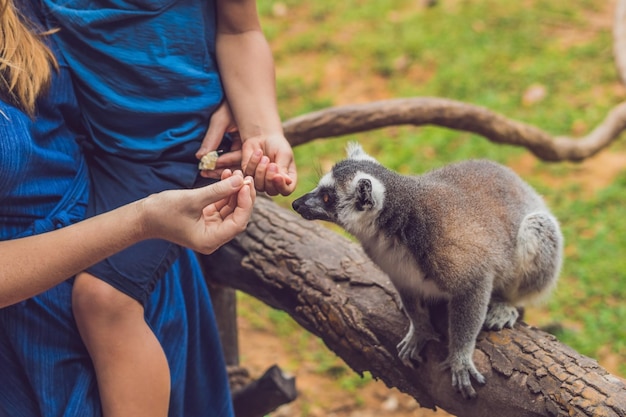 Mamma e figlio vengono nutriti con lemure dalla coda ad anelli - Lemur catta. Bellezza in natura. Concetto di fattoria didattica