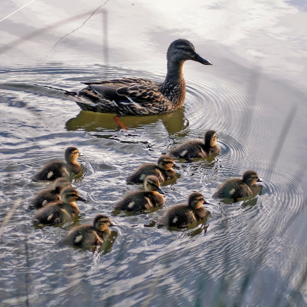 Mamma e la banda