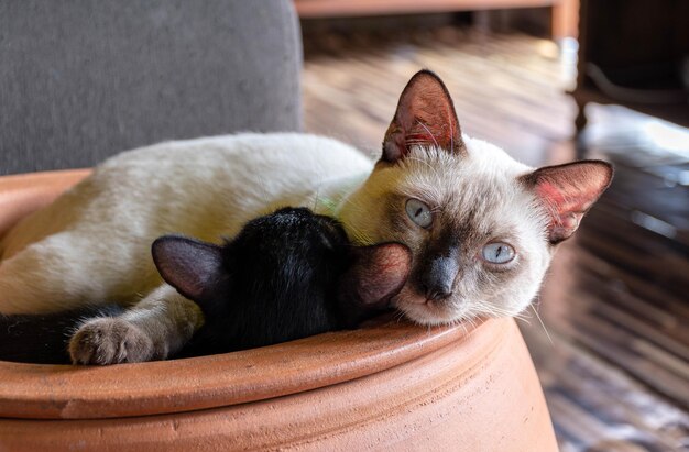 Mamma gatta bianca che dorme abbracciando un gattino nero