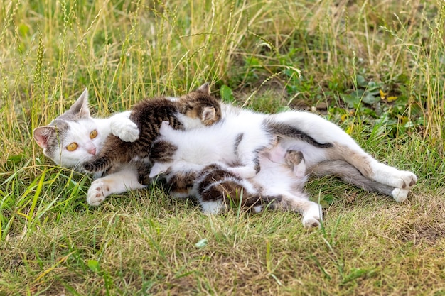 Mamma gatta nutre piccoli gattini in giardino sull'erba