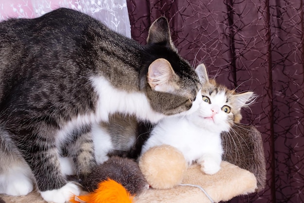 Mamma gatto bacia gattino a casa animali domestici